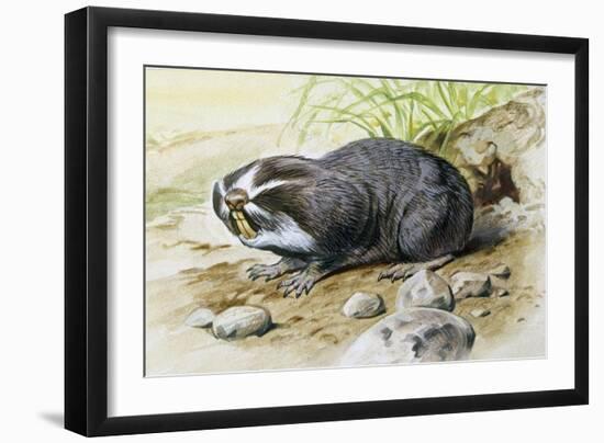 Greater Mole Rat (Spalax Microphthalmus), Spalacidae-null-Framed Giclee Print