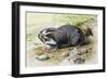 Greater Mole Rat (Spalax Microphthalmus), Spalacidae-null-Framed Giclee Print