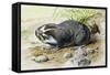 Greater Mole Rat (Spalax Microphthalmus), Spalacidae-null-Framed Stretched Canvas