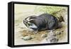 Greater Mole Rat (Spalax Microphthalmus), Spalacidae-null-Framed Stretched Canvas