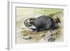 Greater Mole Rat (Spalax Microphthalmus), Spalacidae-null-Framed Giclee Print