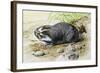 Greater Mole Rat (Spalax Microphthalmus), Spalacidae-null-Framed Giclee Print