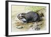 Greater Mole Rat (Spalax Microphthalmus), Spalacidae-null-Framed Giclee Print