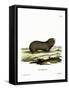 Greater Mole Rat-null-Framed Stretched Canvas