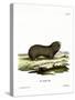Greater Mole Rat-null-Stretched Canvas