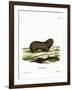 Greater Mole Rat-null-Framed Giclee Print