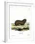 Greater Mole Rat-null-Framed Giclee Print