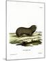 Greater Mole Rat-null-Mounted Giclee Print