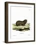 Greater Mole Rat-null-Framed Giclee Print
