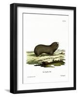 Greater Mole Rat-null-Framed Giclee Print