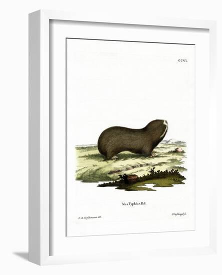 Greater Mole Rat-null-Framed Giclee Print