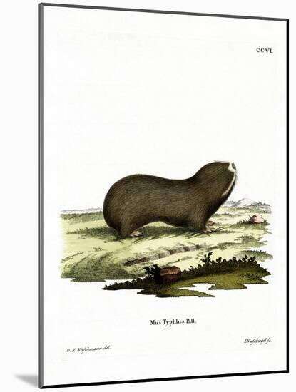 Greater Mole Rat-null-Mounted Giclee Print