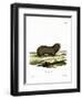 Greater Mole Rat-null-Framed Giclee Print