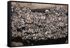 Greater Mouse-Eared Bat (Myotis Myotis)-Kerstin Hinze-Framed Stretched Canvas