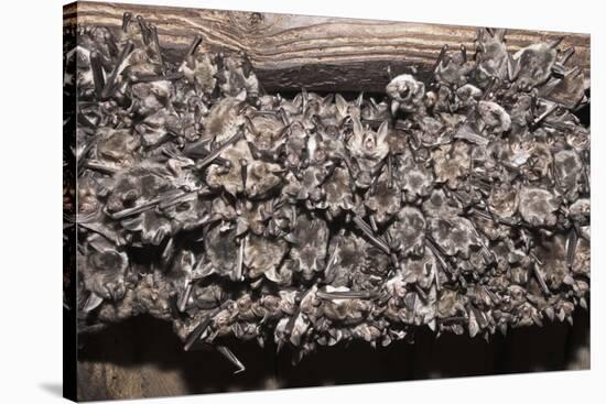 Greater Mouse-Eared Bat (Myotis Myotis)-Kerstin Hinze-Stretched Canvas