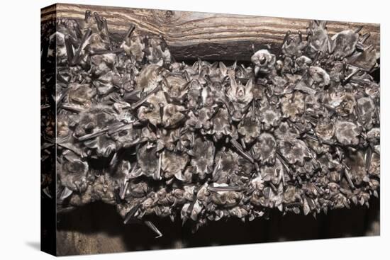 Greater Mouse-Eared Bat (Myotis Myotis)-Kerstin Hinze-Stretched Canvas