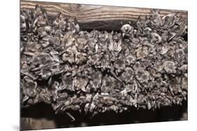 Greater Mouse-Eared Bat (Myotis Myotis)-Kerstin Hinze-Mounted Photographic Print