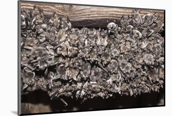 Greater Mouse-Eared Bat (Myotis Myotis)-Kerstin Hinze-Mounted Photographic Print
