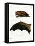 Greater Noctule Bat-null-Framed Stretched Canvas