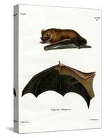 Greater Noctule Bat-null-Stretched Canvas