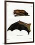 Greater Noctule Bat-null-Framed Premium Giclee Print