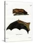 Greater Noctule Bat-null-Stretched Canvas