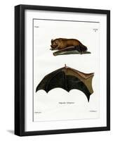 Greater Noctule Bat-null-Framed Giclee Print