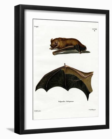 Greater Noctule Bat-null-Framed Giclee Print