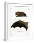 Greater Noctule Bat-null-Framed Giclee Print