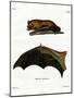 Greater Noctule Bat-null-Mounted Giclee Print