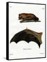 Greater Noctule Bat-null-Framed Stretched Canvas
