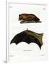 Greater Noctule Bat-null-Framed Giclee Print