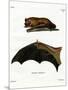 Greater Noctule Bat-null-Mounted Giclee Print