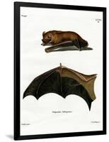 Greater Noctule Bat-null-Framed Giclee Print