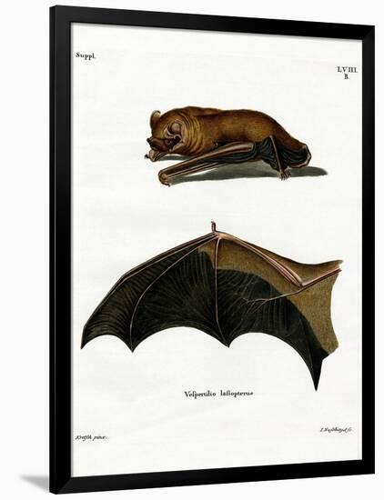 Greater Noctule Bat-null-Framed Giclee Print