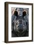 Greater one-horned rhinoceros close up, India-Uri Golman-Framed Photographic Print
