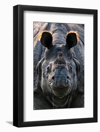 Greater one-horned rhinoceros close up, India-Uri Golman-Framed Photographic Print