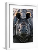 Greater one-horned rhinoceros close up, India-Uri Golman-Framed Photographic Print