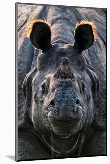 Greater one-horned rhinoceros close up, India-Uri Golman-Mounted Photographic Print