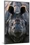 Greater one-horned rhinoceros close up, India-Uri Golman-Mounted Photographic Print