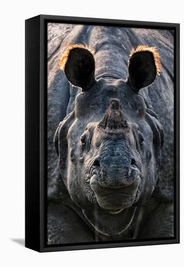 Greater one-horned rhinoceros close up, India-Uri Golman-Framed Stretched Canvas