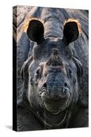 Greater one-horned rhinoceros close up, India-Uri Golman-Stretched Canvas