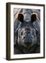 Greater one-horned rhinoceros close up, India-Uri Golman-Framed Photographic Print