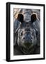 Greater one-horned rhinoceros close up, India-Uri Golman-Framed Photographic Print