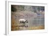 Greater One-Horned Rhinoceros Specie Rhinoceros Unicornis in Bardia, Nepal-Utopia_88-Framed Photographic Print