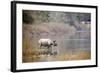 Greater One-Horned Rhinoceros Specie Rhinoceros Unicornis in Bardia, Nepal-Utopia_88-Framed Photographic Print