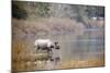 Greater One-Horned Rhinoceros Specie Rhinoceros Unicornis in Bardia, Nepal-Utopia_88-Mounted Photographic Print