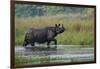 greater one-horned rhinoceros, walking through shallow water-karine aigner-Framed Photographic Print