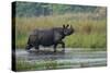 greater one-horned rhinoceros, walking through shallow water-karine aigner-Stretched Canvas