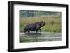 greater one-horned rhinoceros, walking through shallow water-karine aigner-Framed Photographic Print